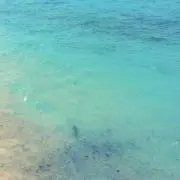 わにしゃん