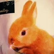 ぺれっと。ただいま介護中の画像