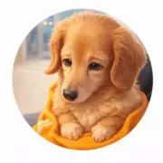 みるく