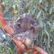 Koalaの画像