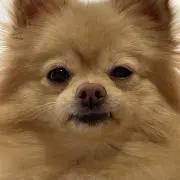 ring ringの画像