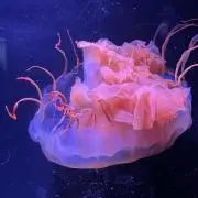 Nb41の画像