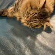 おりおの画像