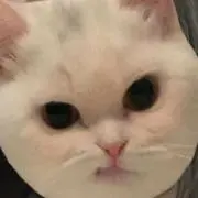 にゃの画像