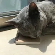 ぺいちの画像