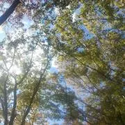こうめ*の画像