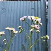 ペリーの画像