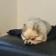 ざる