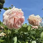 ゆきだるまの画像