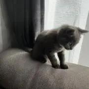 あおなりの画像