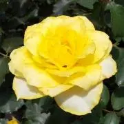 Nanaの画像