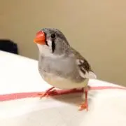 LittleBirdの画像