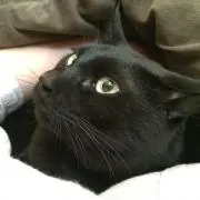 クロマメ