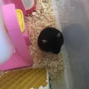 コロちゃん