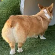 Yの画像
