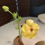 りっちゃんの画像