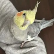 プテラ