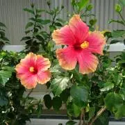 ちゃーず❀の画像