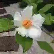 くらちゃんの画像
