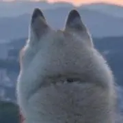 reeceの画像