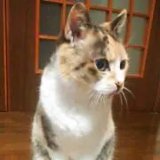 みゆ