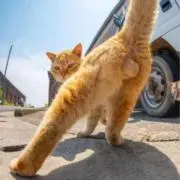 さかなの画像
