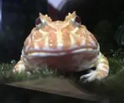 モリ