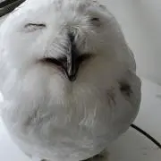 あらこの画像