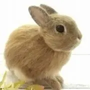 うさこの画像