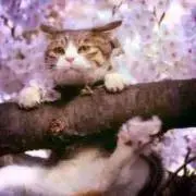 こばとの画像