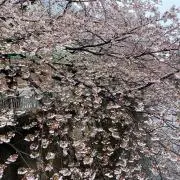 春