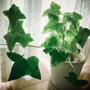 yukaの画像
