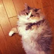 Couccu☆プロフを一読ください☆の画像