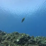 即購入OK(*´꒳`*)プロフ必読‼︎の画像