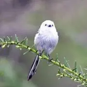 あさぎり