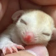 ちきの画像