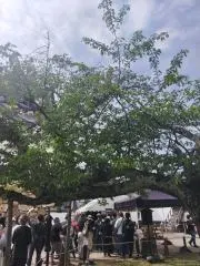 ことりの画像