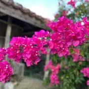 yanahaの画像