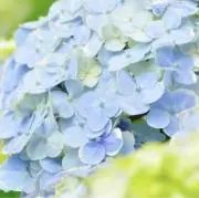 あじさいの画像