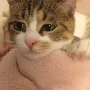 チキ