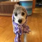 はるぴか