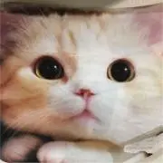 ハルの画像