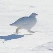toriの画像