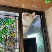 はとさぶれの画像