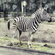 るるの画像