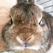 うさみみ