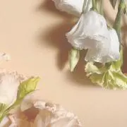 暁の画像
