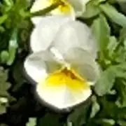 よしのの画像