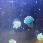 パリスの画像
