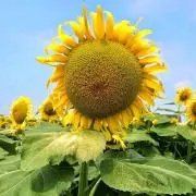 Sun-Flower.13